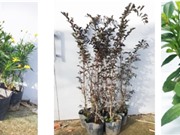 TPHCM: Phát triển các giống hoa mới 